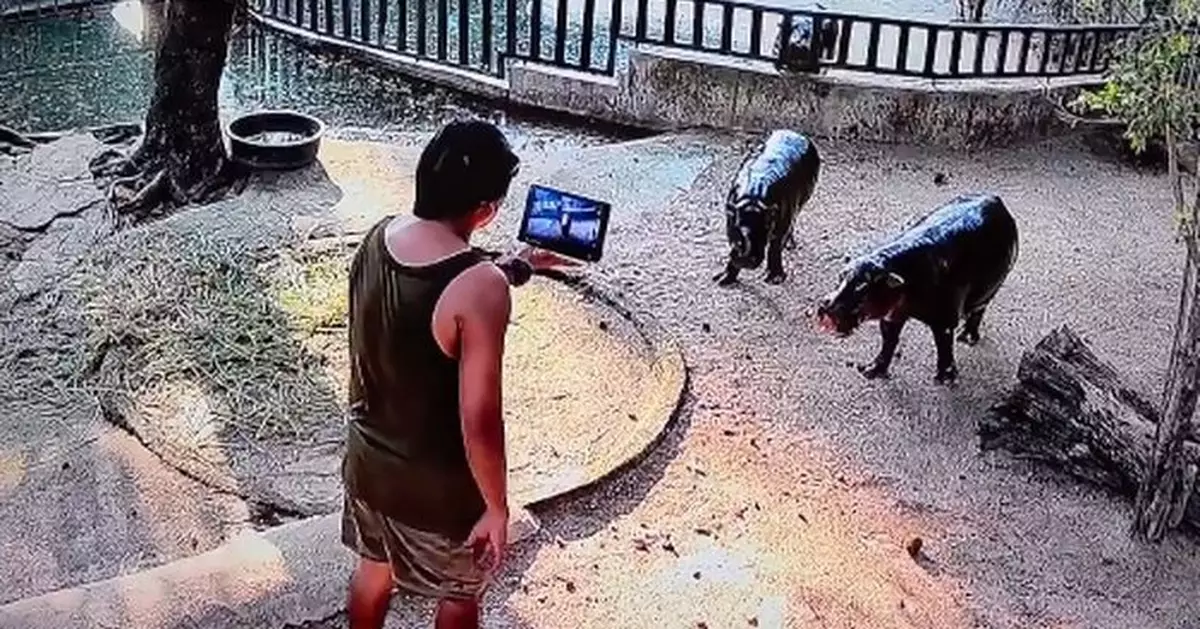 男子闖入泰動物園網紅侏儒河馬圍欄被捕 官方：「彈跳豬」與媽媽受驚但無礙