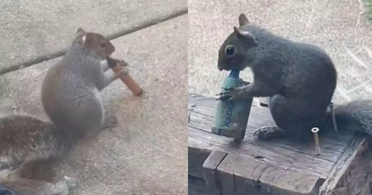 倫敦街頭現松鼠啃咬電子煙非單一事件 專家：水果香味惹禍