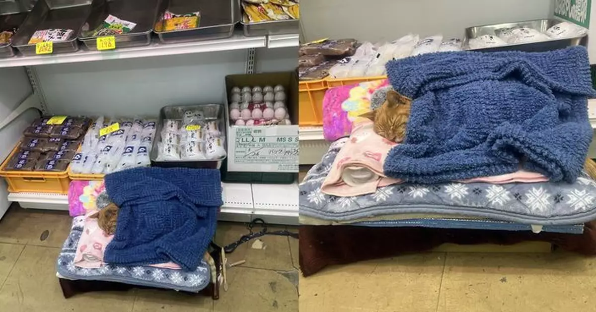 日橘貓店員返工「躺皇帝位蓋毯酣睡」被抓包 網民爆笑辯護：返夜更補眠