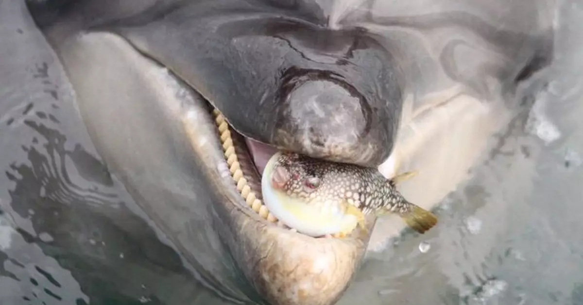 日野生河豚誤闖水族館海豚區慘被當「波」玩 飼養員急救駕放生