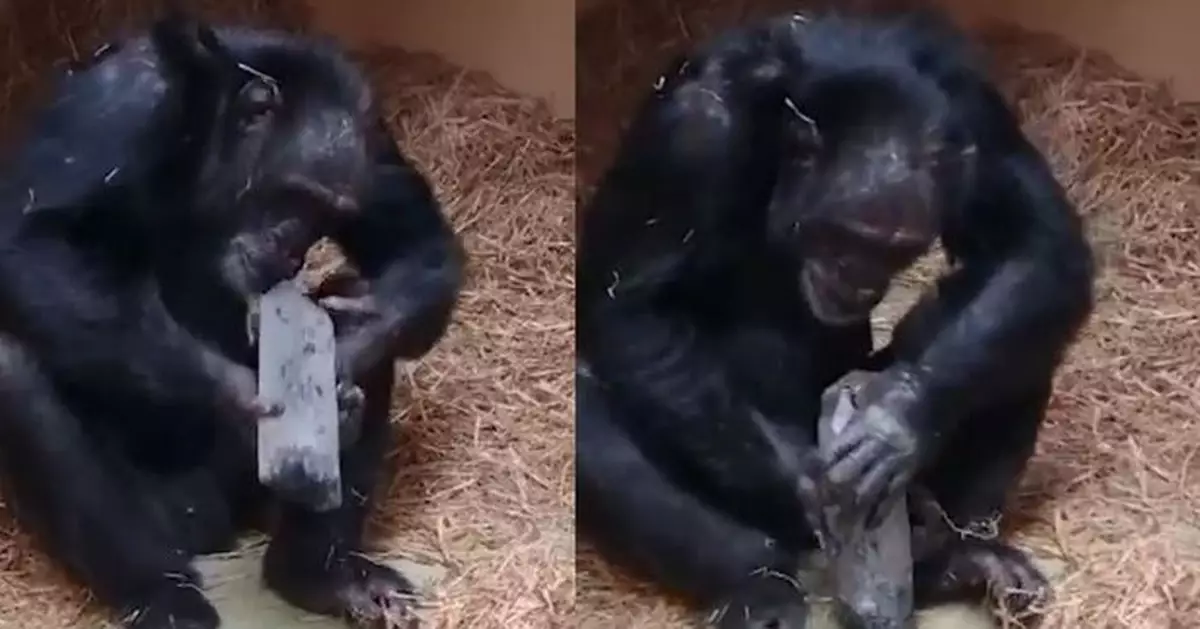 水晶迷戀非人類專利？黑猩猩實驗揭或係深植靈長類基因的原始本能