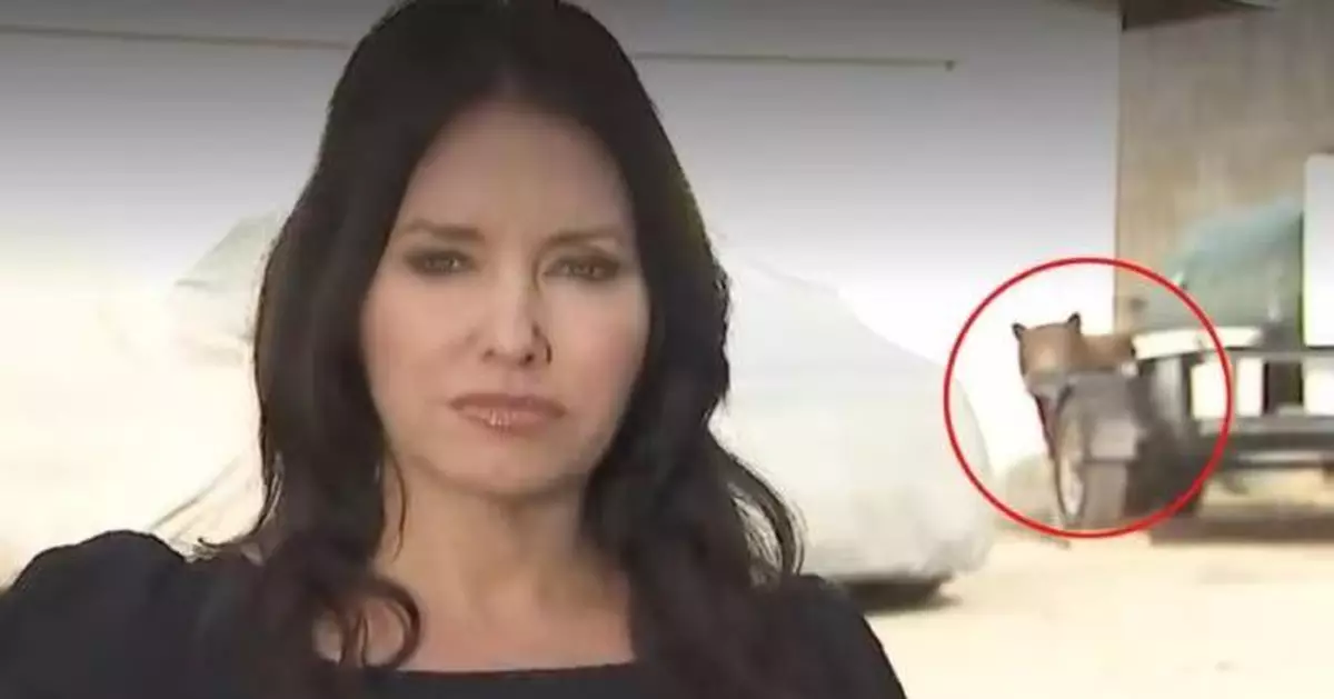 疑傷人黑熊闖直播現場 加州女記者臨危不亂完成報道 驚險畫面曝光