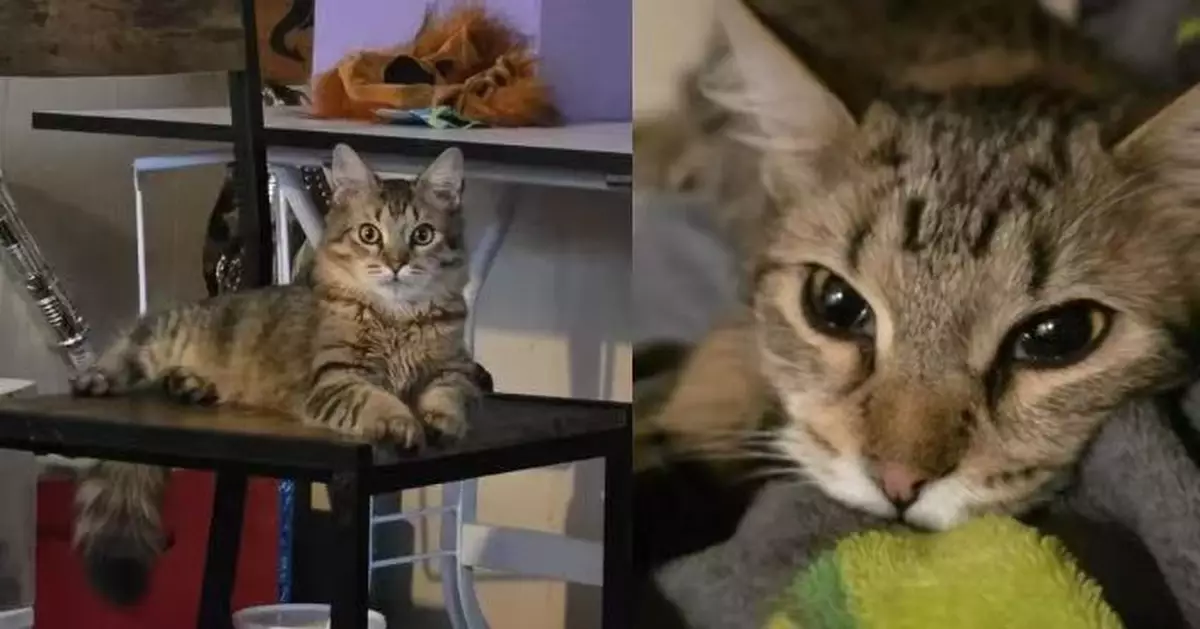 親人虎斑貓突不吃不喝 飼主憂患病花逾3千蚊檢查冇事 揭1玻璃杯惹禍