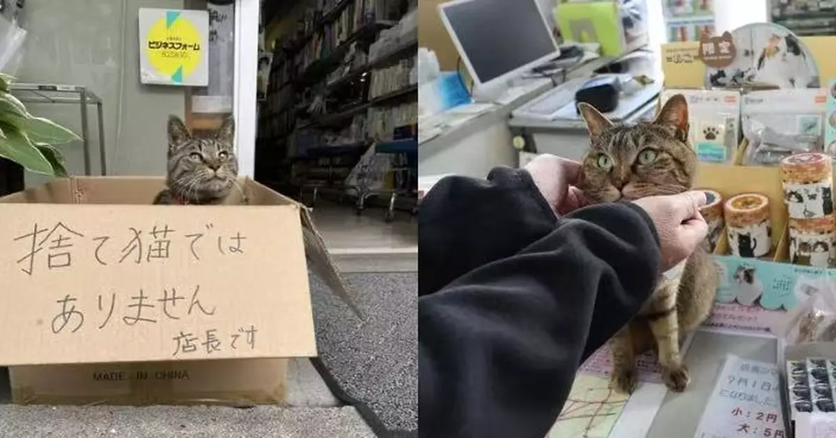 虎斑貓坐紙箱守門遭誤當流浪貓險被帶走 日文具店店主急貼告示：牠是店長！