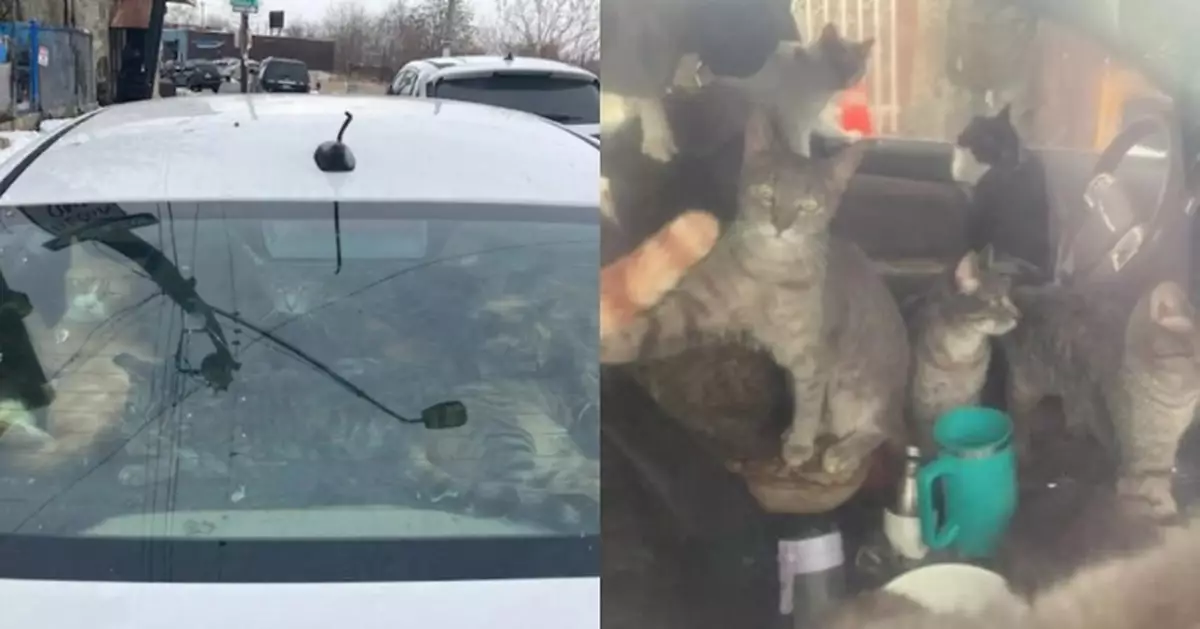 車廂惡臭瀰漫如「巨型貓砂盆」 美29隻貓遭棄置私家車獲警方聯手動物協會救出