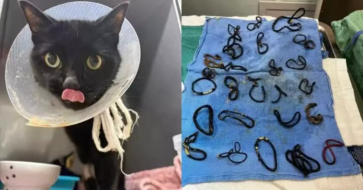 6歲黑貓腸阻塞險被安樂死 美獸醫手術驚揭體內藏26條髮圈