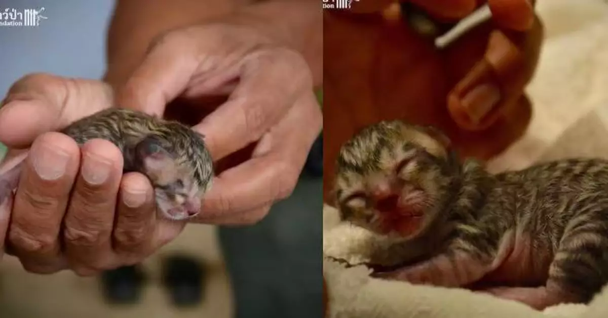 鑽石級稀有！泰路邊現命危「虎斑幼貓」 專家到場揭真身係瀕危漁貓