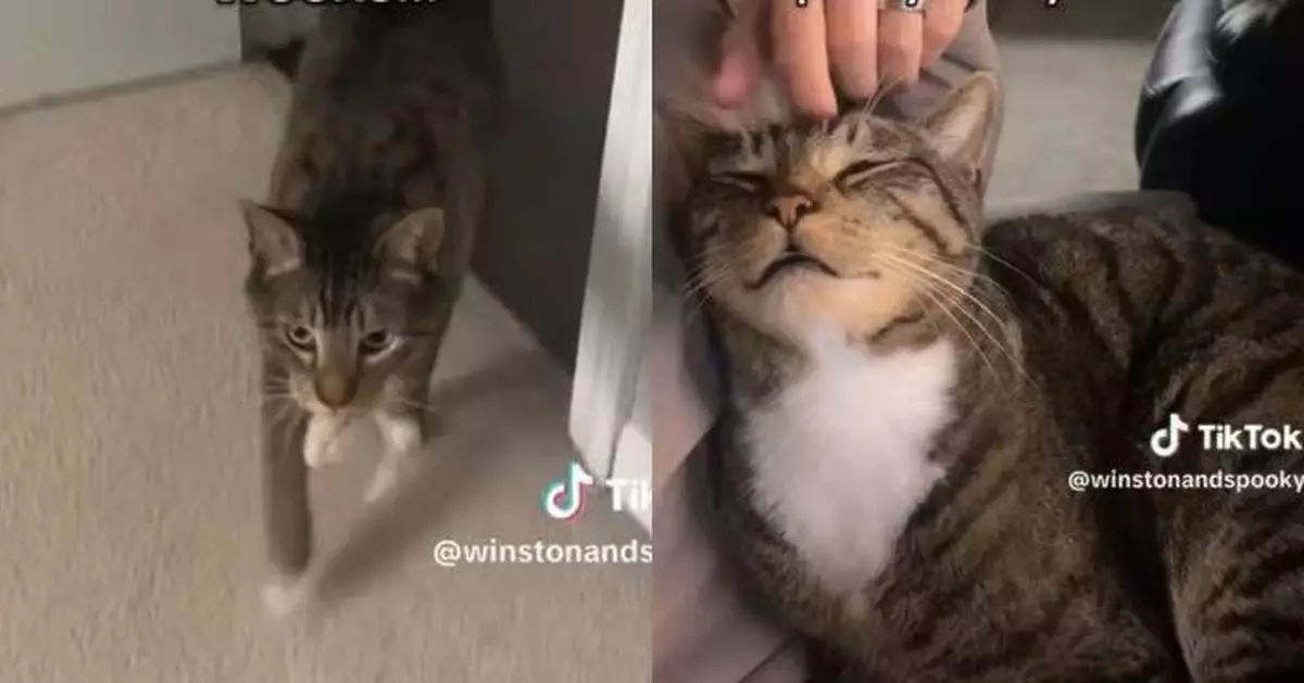 為博主人注意放大招 虎斑貓喵喵叫叼玩具撒嬌攻勢超奏效