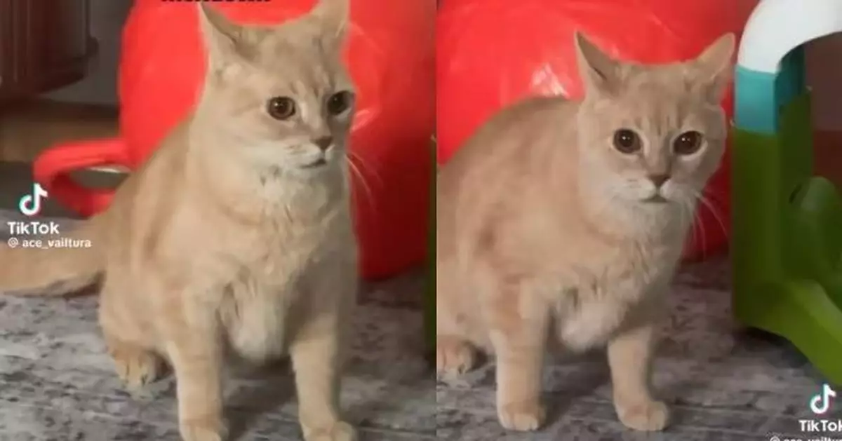 首見「嬰兒嚎啕大哭」 11歲橘貓左顧右盼露錯愕反應萌翻飼主