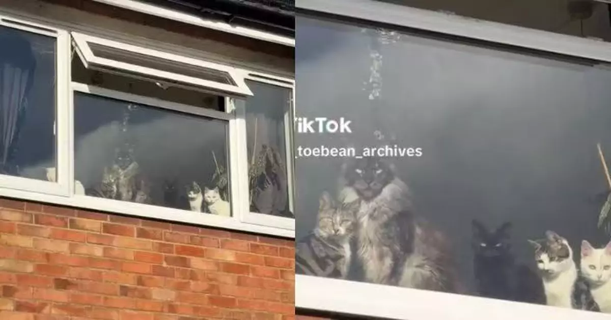 返工一日超疲憊 女飼主返家見6貓貓齊齊坐窗邊「等候」瞬間被療癒