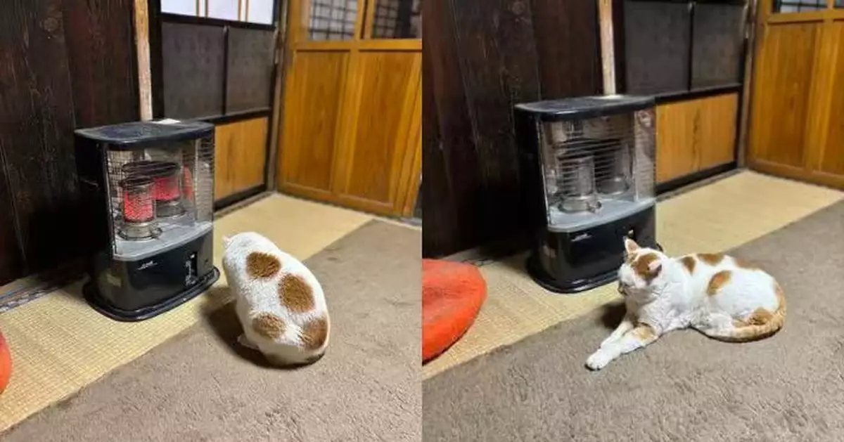 見飼主開暖爐即上前取暖 橘白貓渾圓身形意外撞樣「烤麻糬」萌翻網民