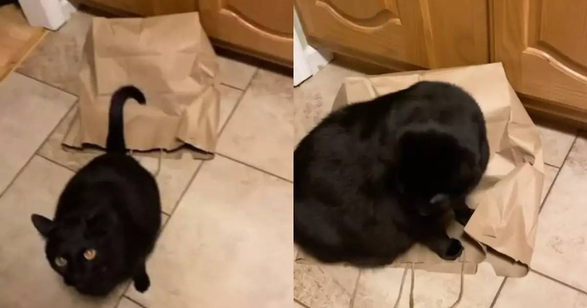 疑報復細佬成日嚇自己 黑貓坐實紙袋「封印」對方 主人救援反遭阻撓