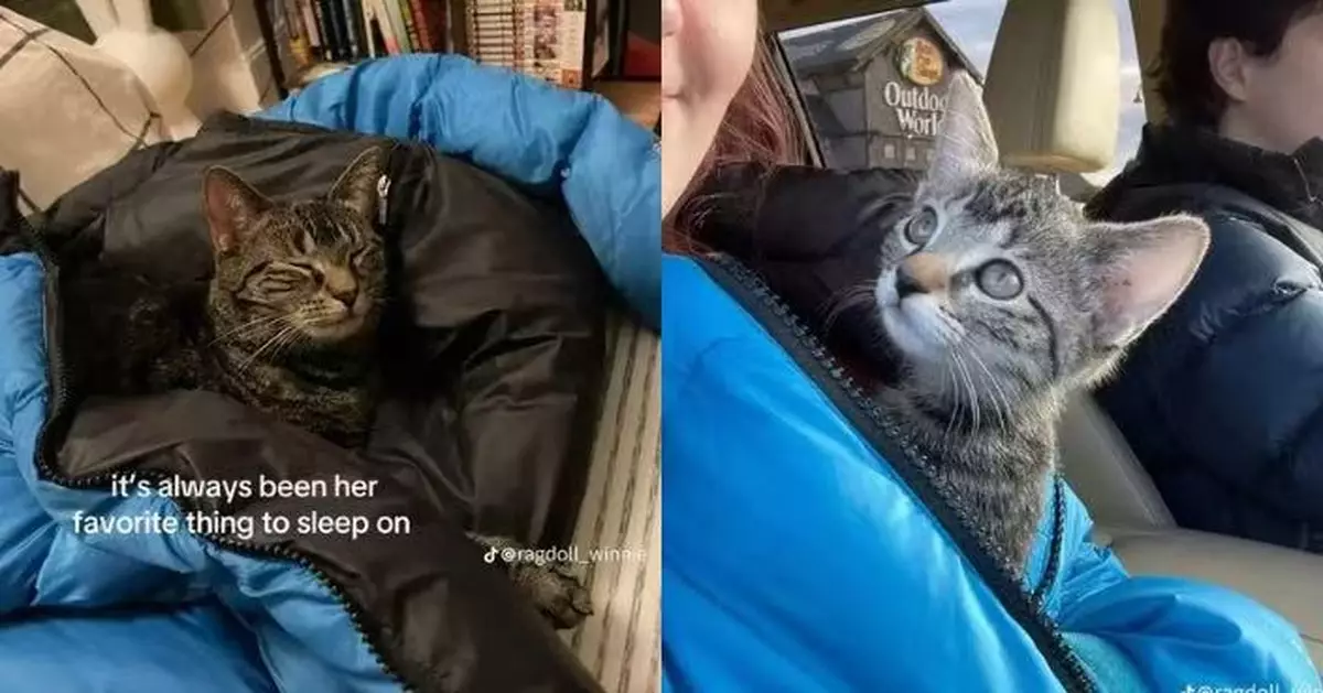 愛貓多年來只愛睡同件外套 女飼主翻舊照揭背後感人原因惹哭網民