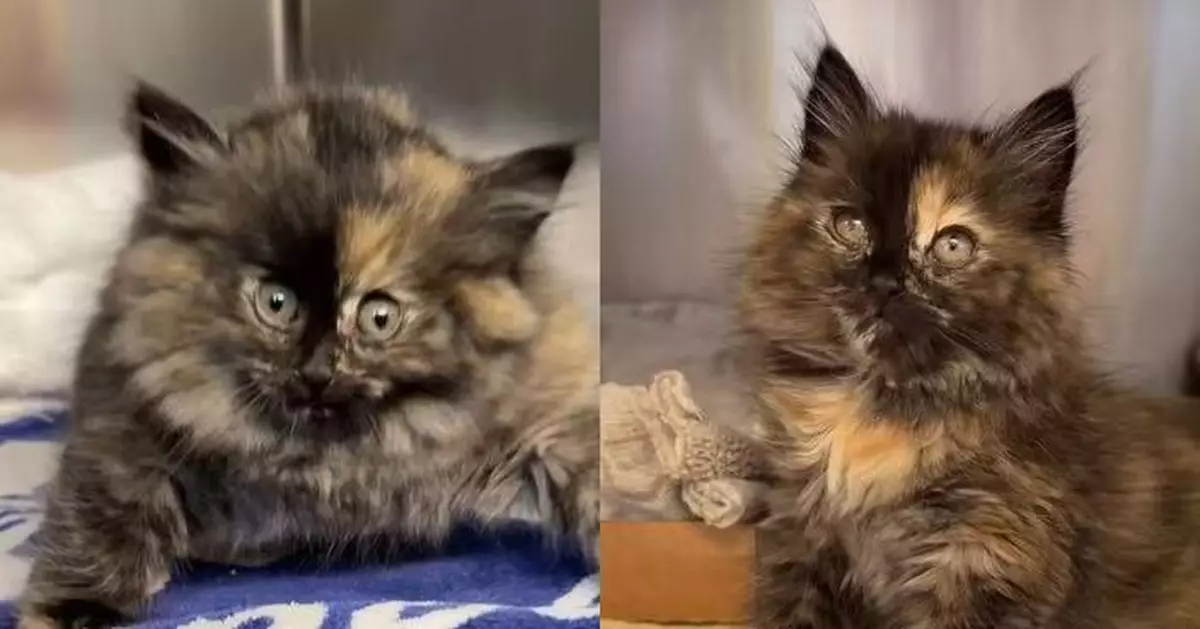 全身圓鼓鼓似「氣球」 美收容所幼貓確診「皮下氣腫」 經治療已漸康復