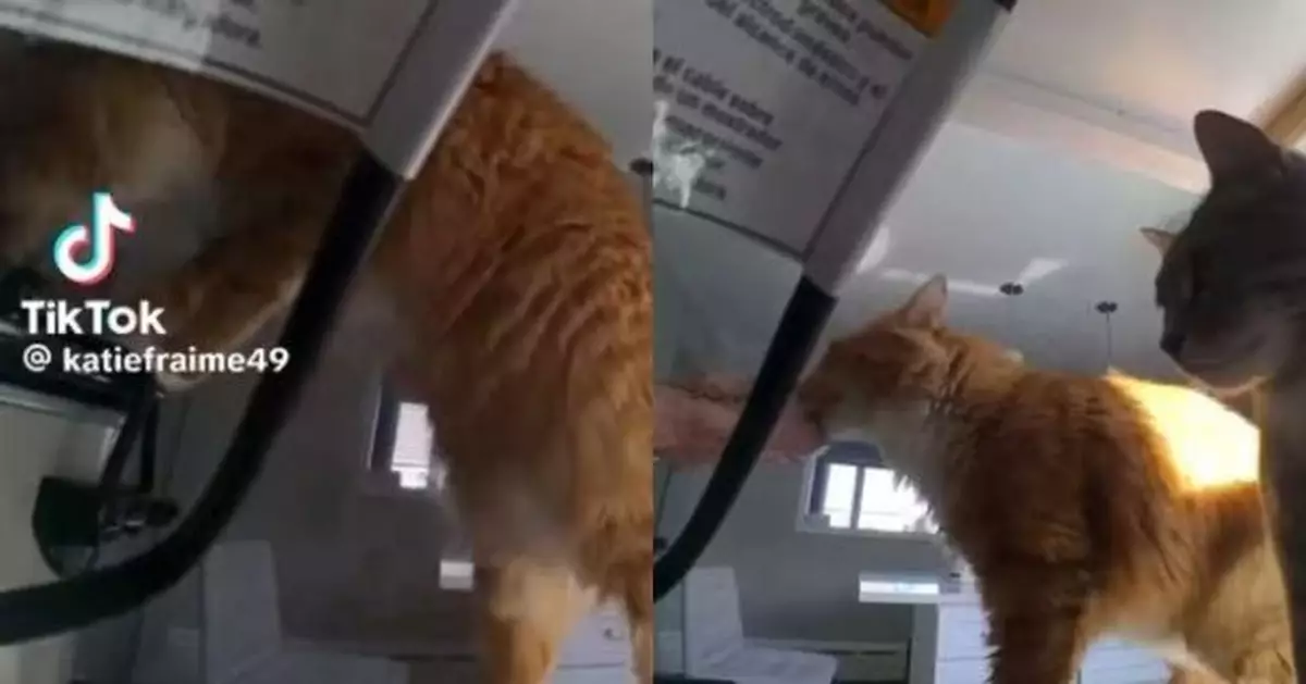 趁飼主外出夥同同伴偷肉 橘貓打開燉鍋叼走醃牛肉 犯案過程全被影低