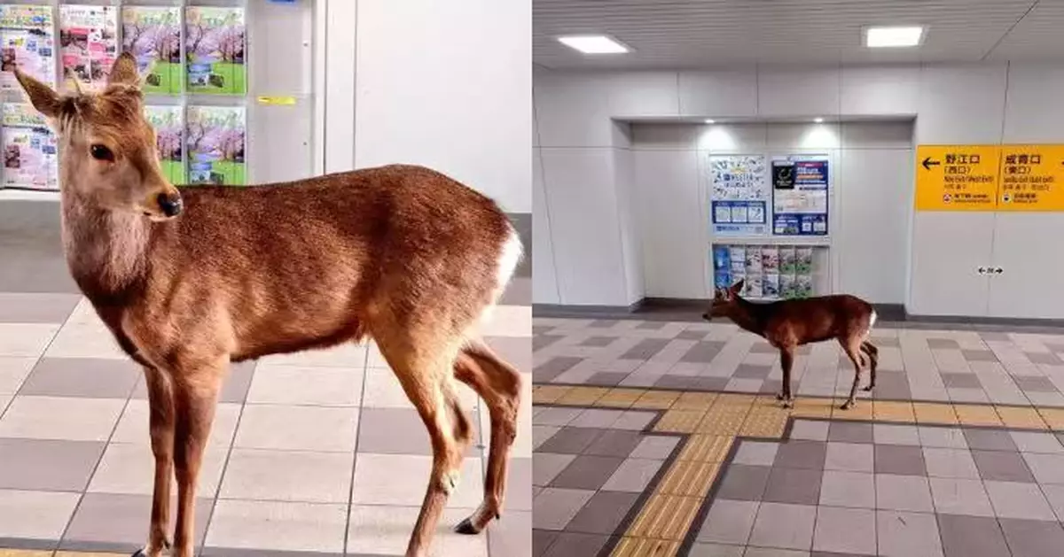日本奈良鹿翻山行20公里現身大阪市區震驚民眾 當局籲勿接近餵食