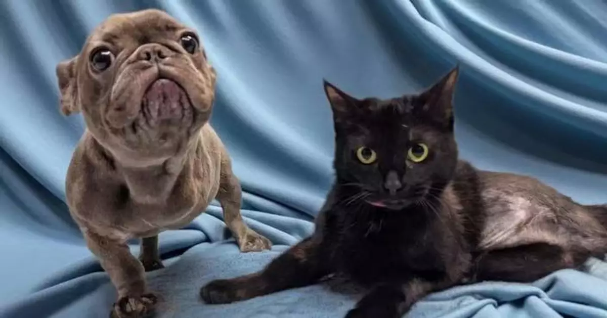 三腳法鬥犬與截肢黑貓成跨物種好友 一犬一貓互相救贖盼被同個家庭領養