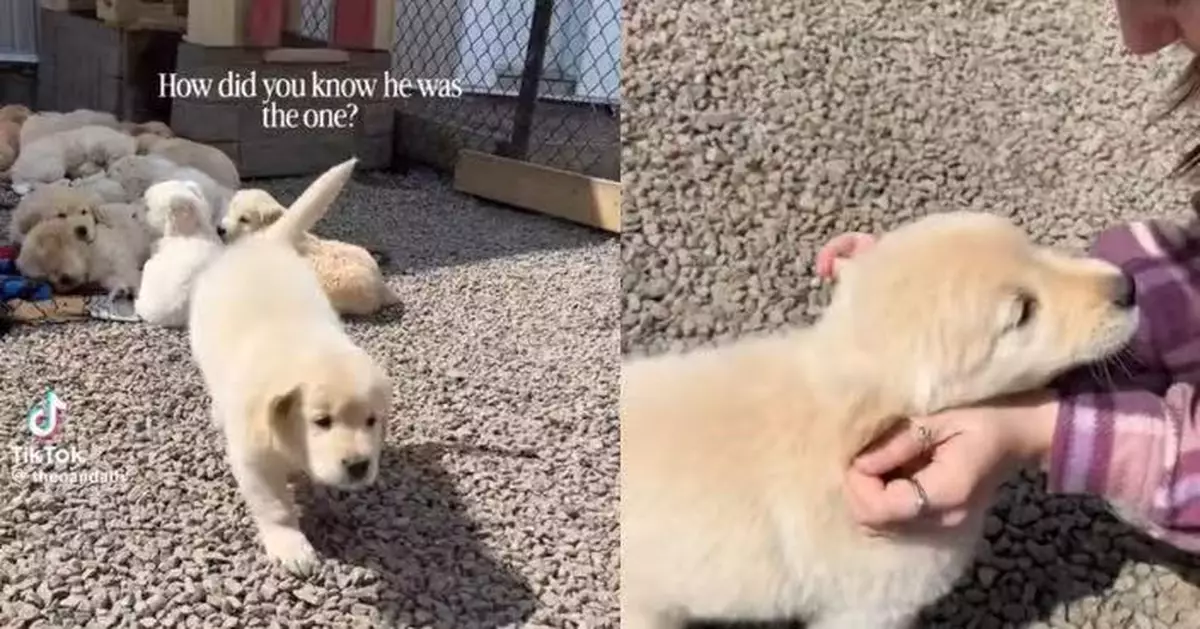 農場挑狗猶豫不決 加女反被黃金獵犬飛撲「選中」當飼主