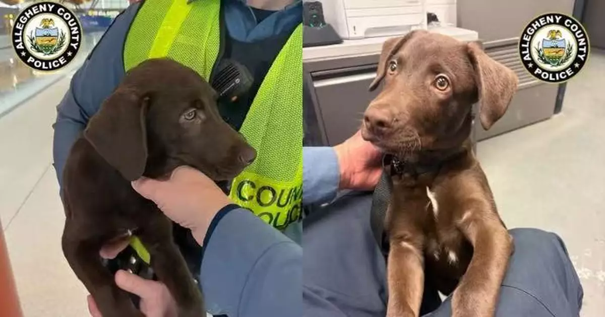 被告知不能攜寵物登機 美漢狠心將狗狗棄置機場外面臨多項控罪