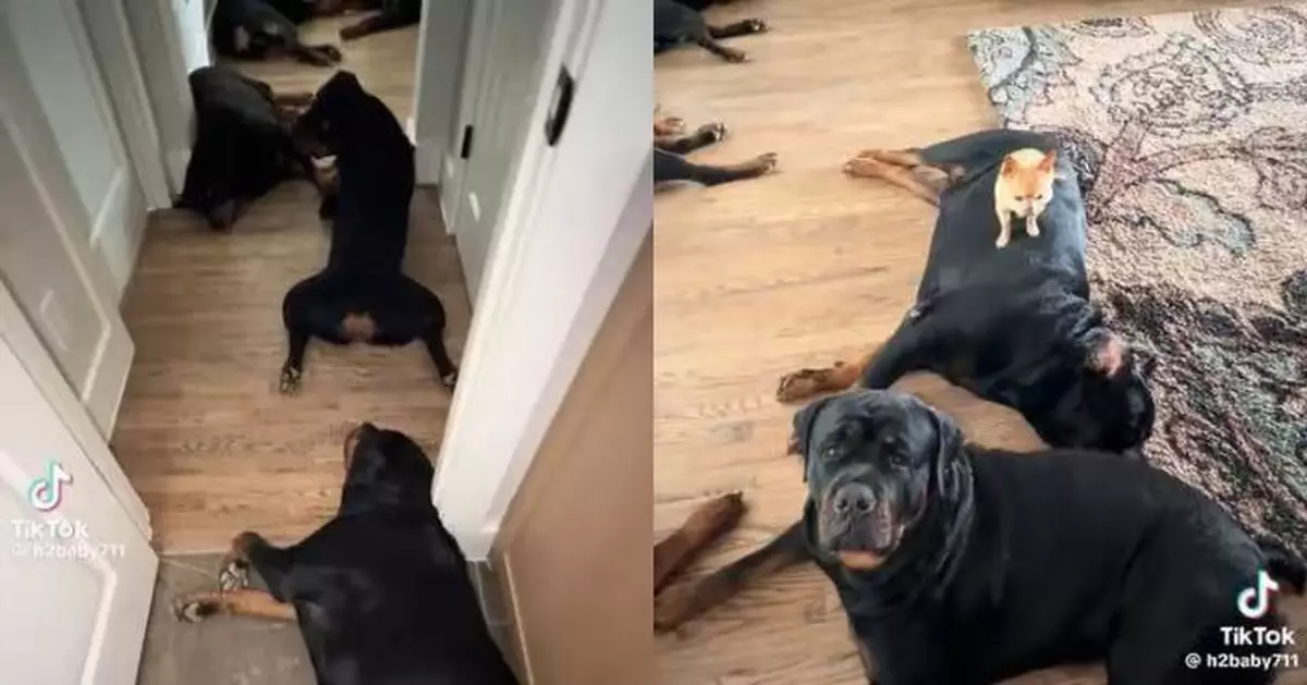 9隻羅威納犬排排坐 嬌小吉娃娃犬踩大狗背部霸氣十足似「大佬」