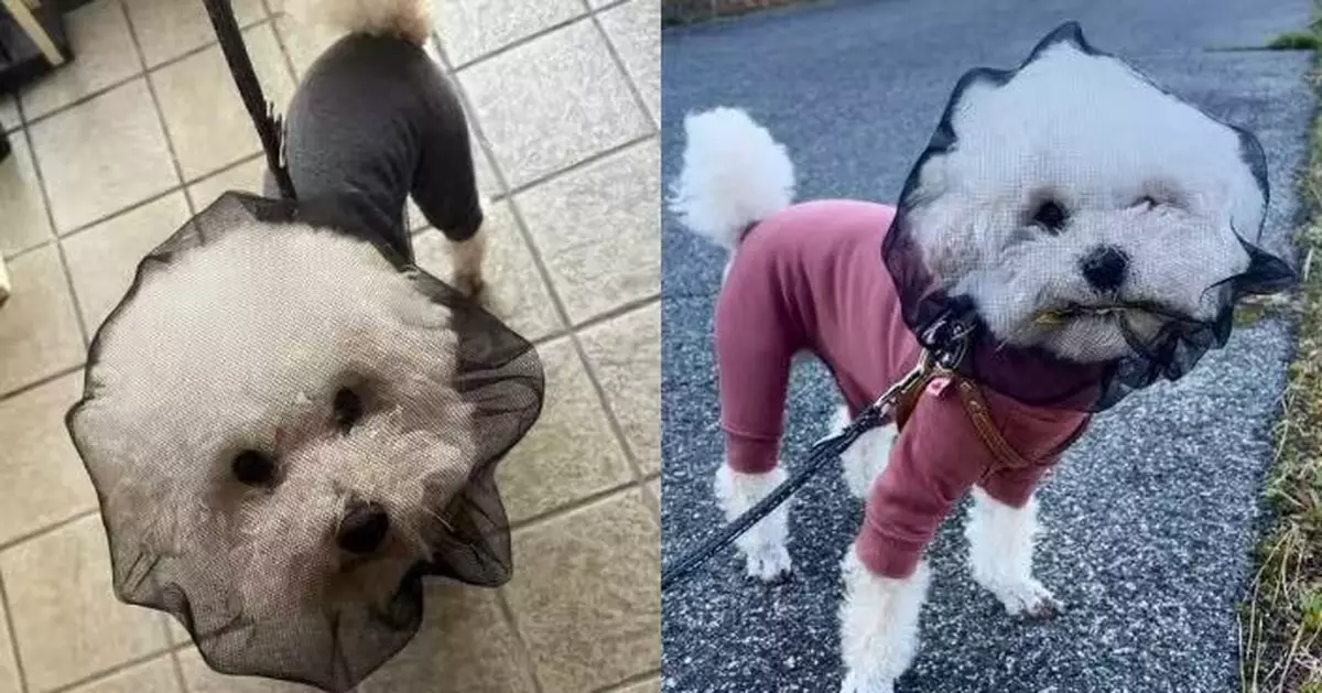 為食狗仔遭戴紗網頭套防亂吃 隔網叼落葉「眼神執著」令飼主哭笑不得