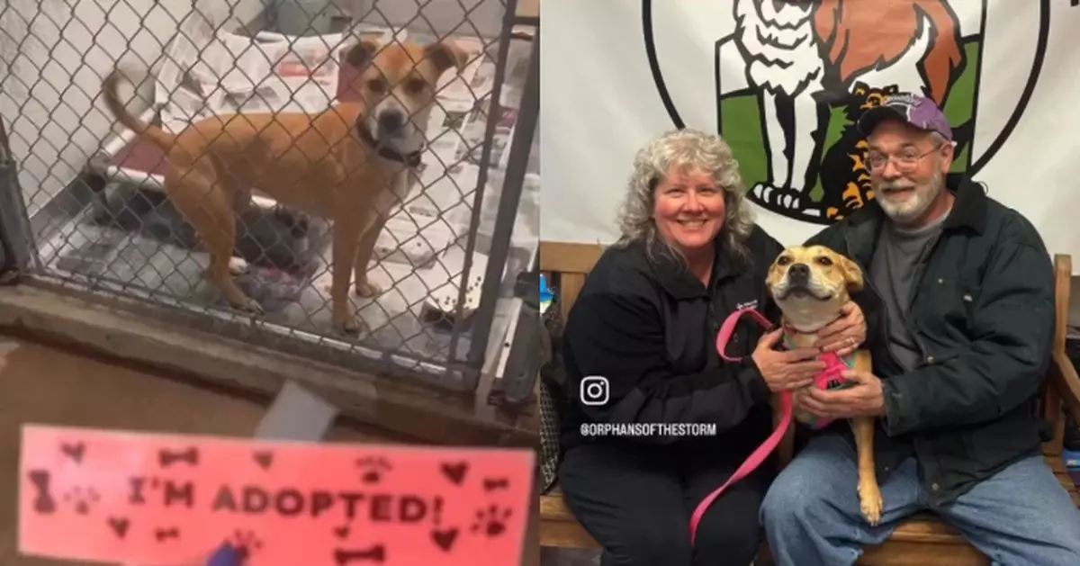 被領養1年遭「退貨」情緒低落 美收容所比特犬再獲新家興奮到徹夜未眠