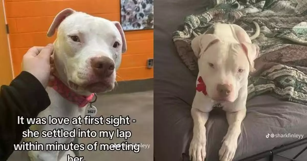 愛犬病逝心碎不再養狗 美漢見收容所待安樂死狗狗勁似亡犬即趕往領養