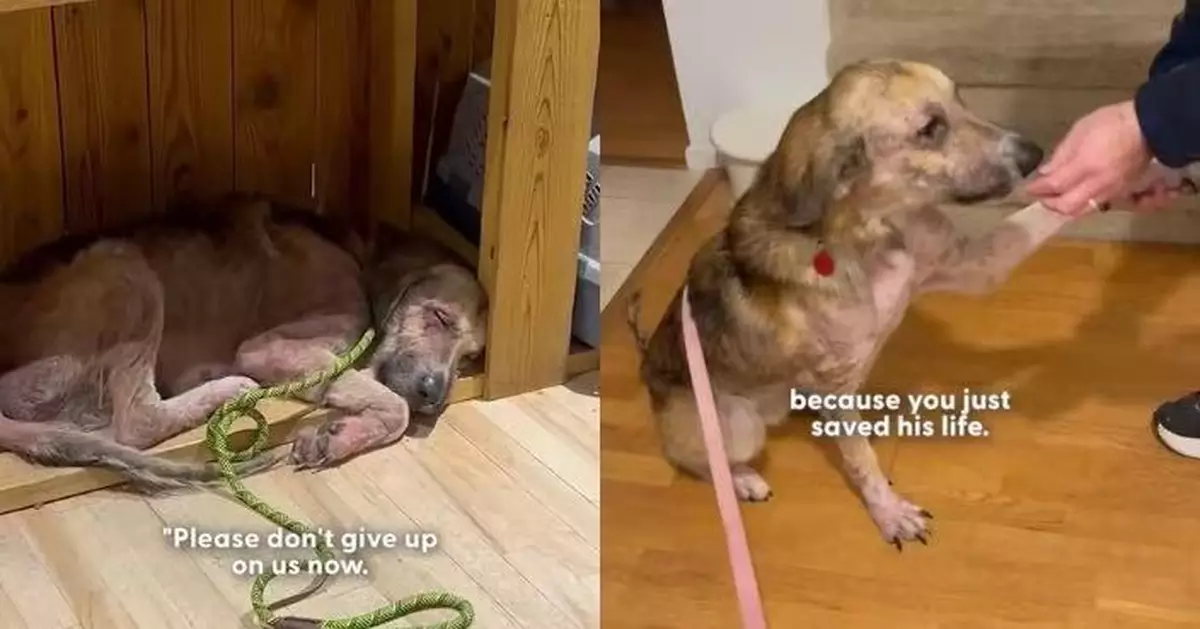 遭同伴圍攻後無助站馬路中央 溫馴流浪狗乖巧等待善心女施救 結局更暖心