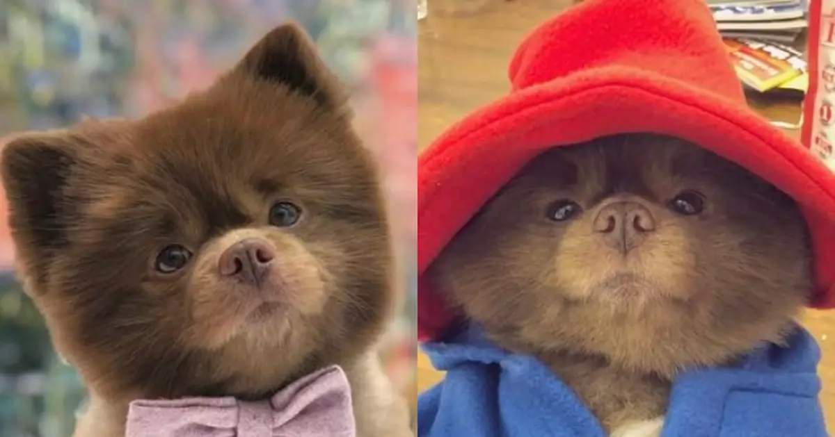 因撞樣「柏靈頓熊」爆紅 美網紅博美犬陪伴主人11年於睡夢中離世