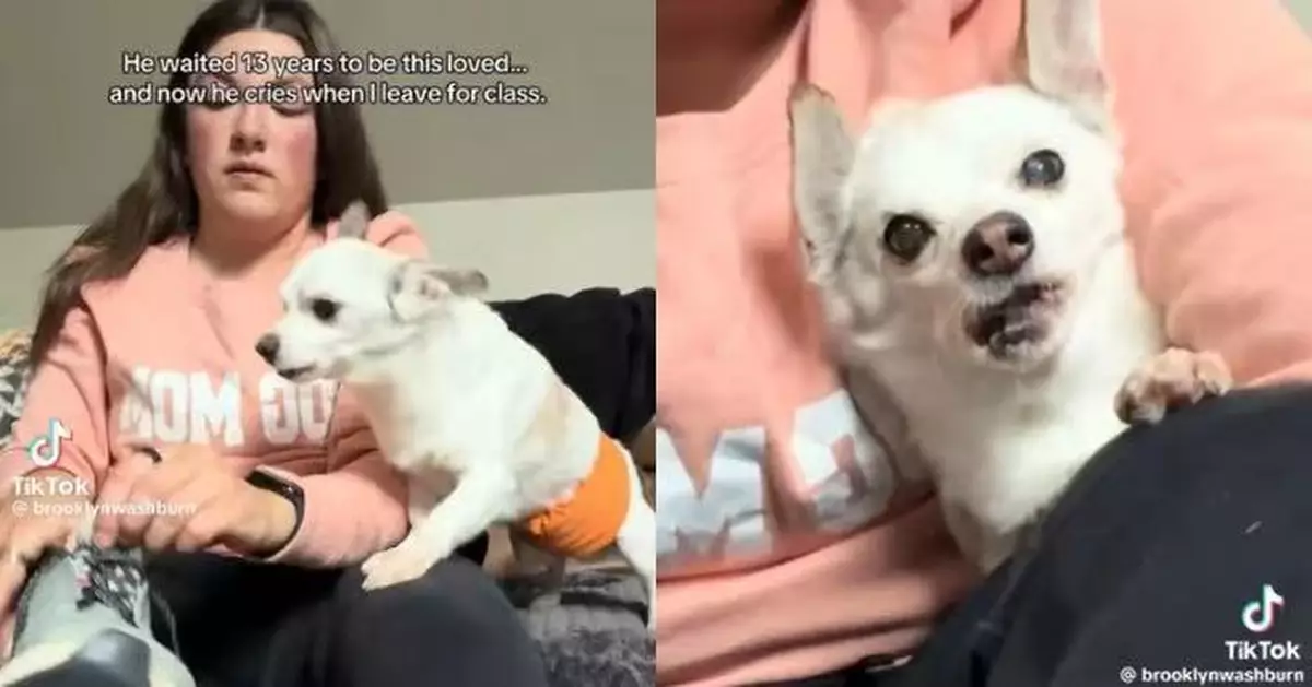 曾遭棄留心理創傷 年老吉娃娃見主人著鞋欲出門即焦慮不安惹心酸