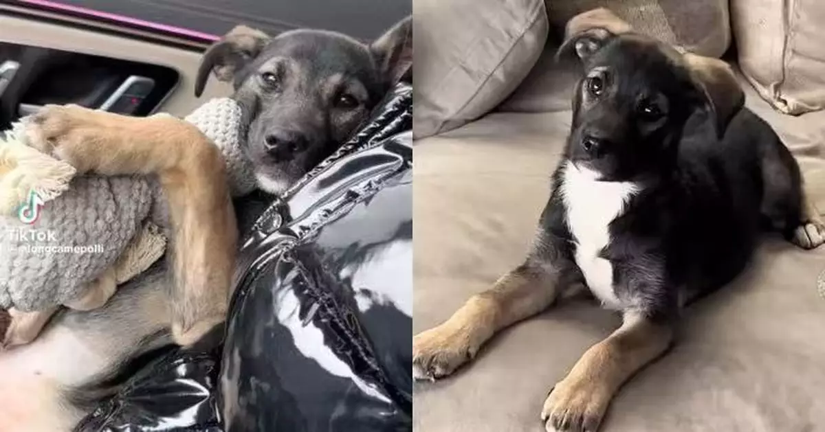 做完絕育手術精神低落 虛弱狗狗見心愛公仔即擁入懷中尋安慰融化人心