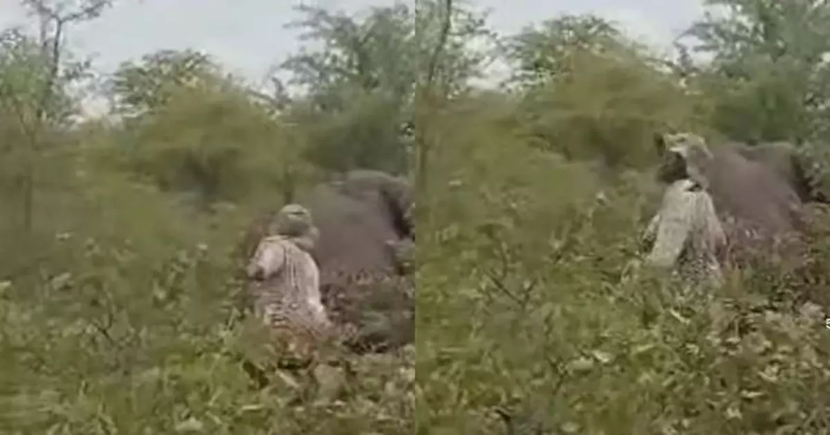 拉扯被射傷大象尾部拍片 非洲女遭突站起大象反擊踩死