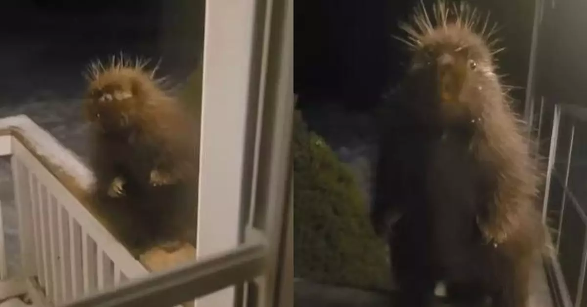 加國「呆萌訪客」民居外現身主動靠近討食 身影曝光引網民紛猜真身