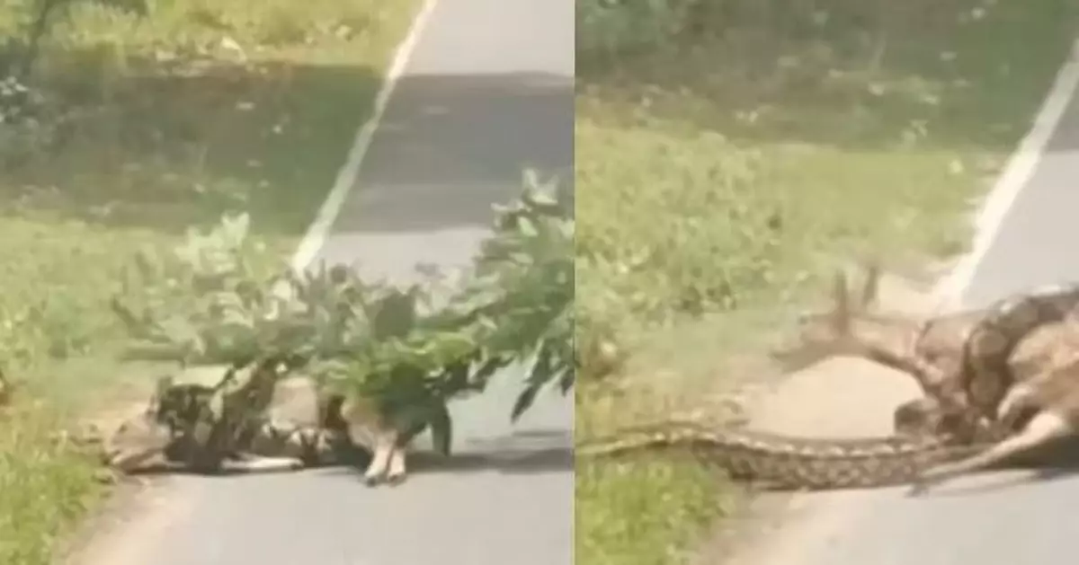 目擊巨蟒纏鹿欲絞殺 美司機落車持樹枝驅趕冒險救鹿