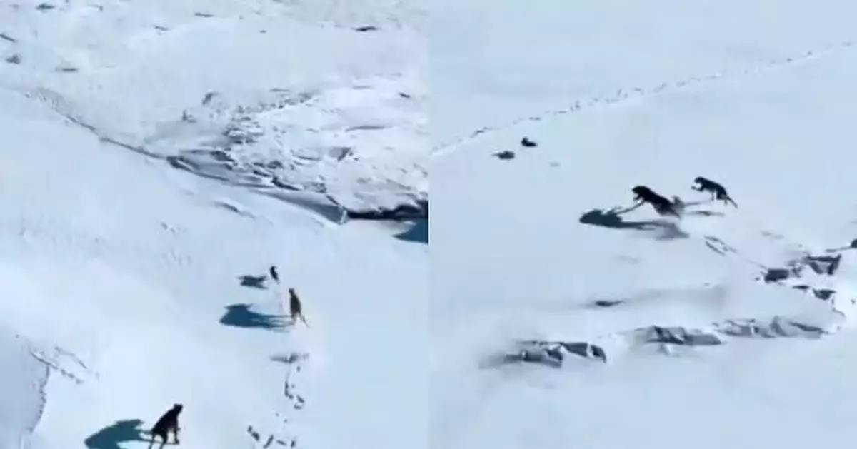雪原上演生死追逐戰 野兔遭兩獵犬圍捕屢次靈巧閃避 畫面驚險似拍電影