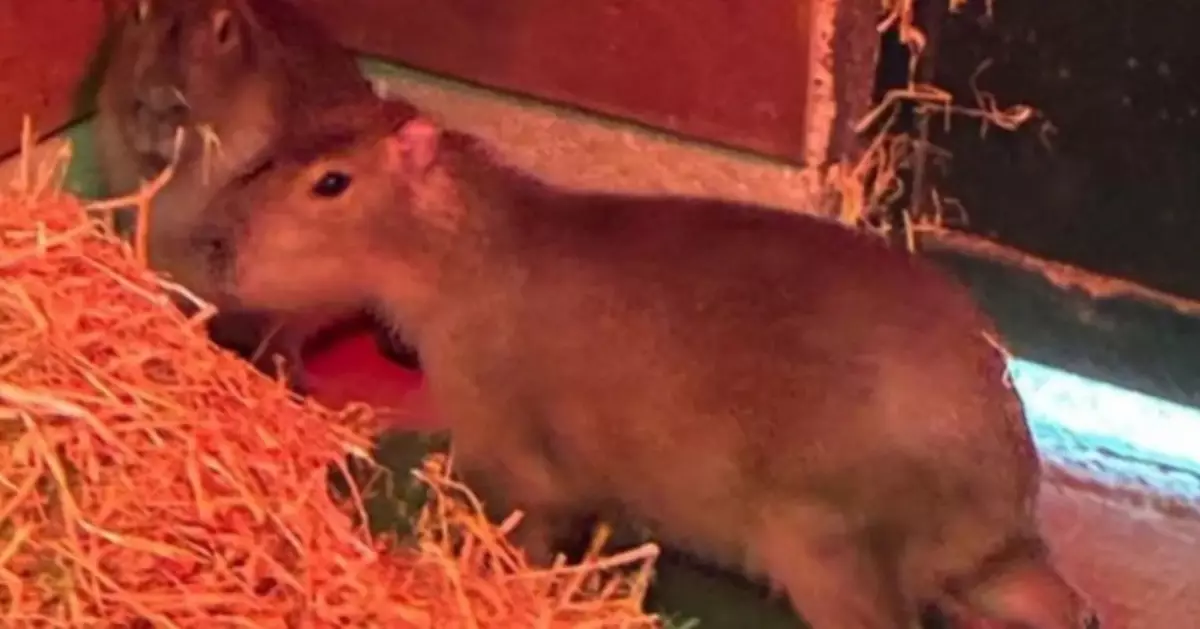 水豚抵園區翌日即逃脫 英動物園發「尋豚啟事」籲居民協助尋找