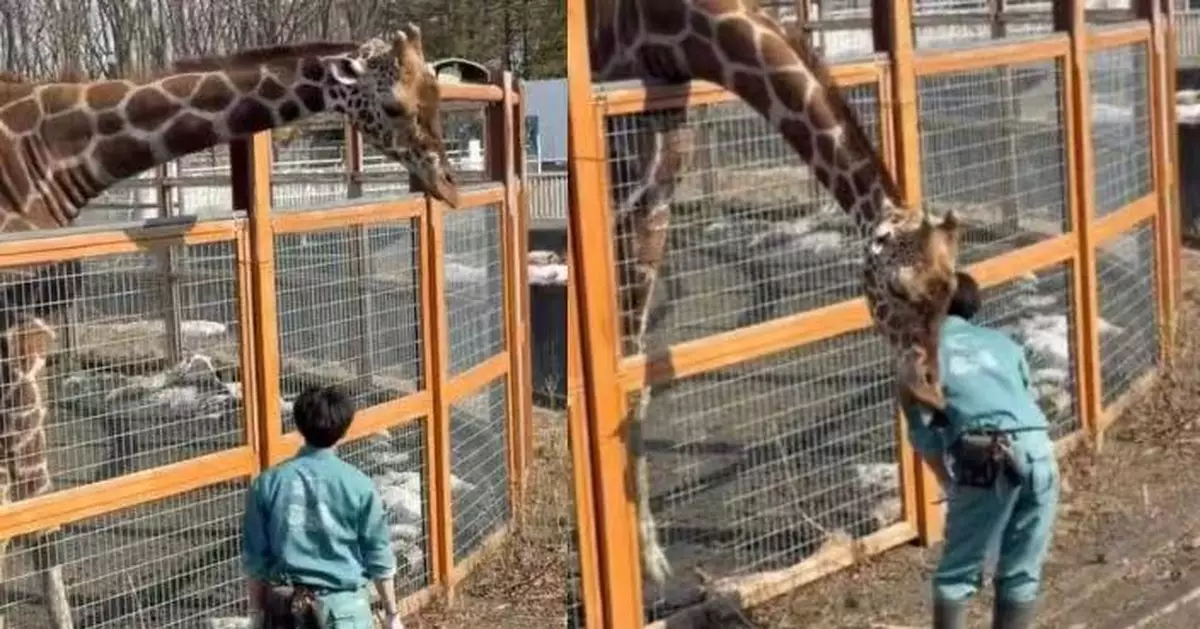 覬覦飼育員腰包點心 日動物園長頸鹿鬼祟探頭偷食 人鹿上演「攻防戰」惹爆笑