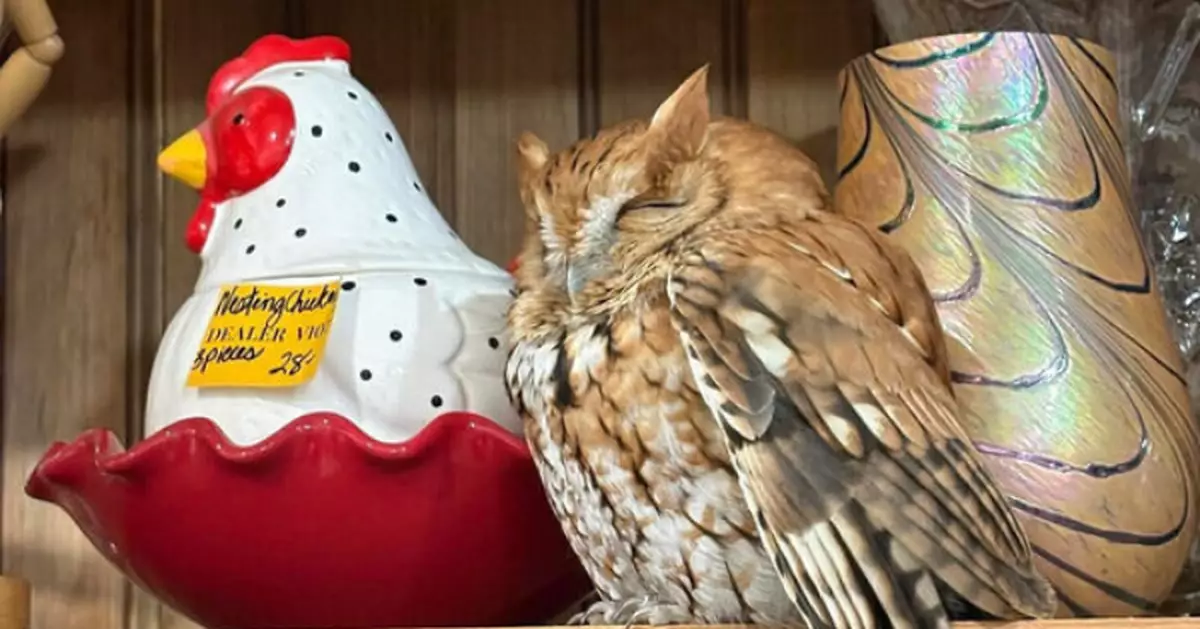 紐約古董店貨架現逼真「貓頭鷹公仔」？ 店主細看揭真身竟係「牠」