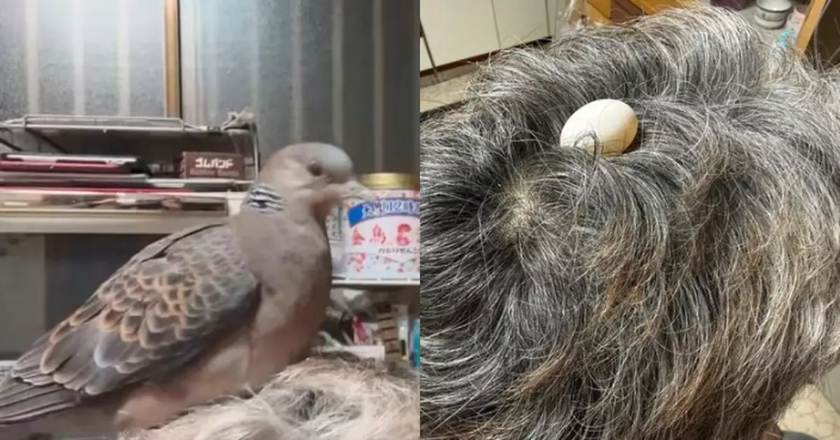 亂髮變「鳥巢」？ 家養班鳩安坐飼主父頭頂生蛋溫馨又搞笑