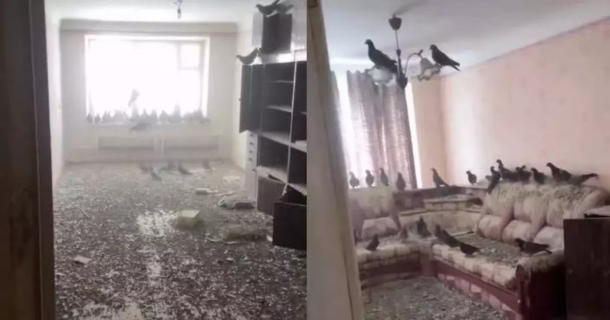 外出打工3年忘關窗 俄男返家驚見單位已成「鴿子王國」遍地鳥糞羽毛