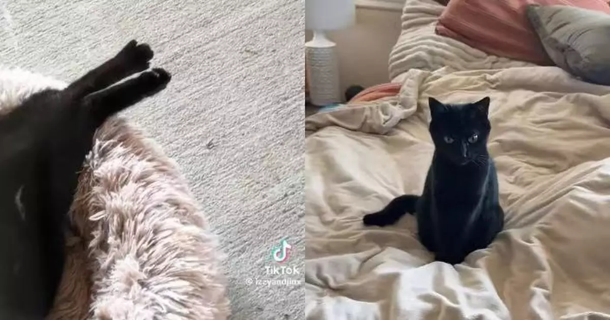 女子屋外放貓床欲收編流浪貓 小黑貓首次躺上面「貓掌開花」萌翻網民