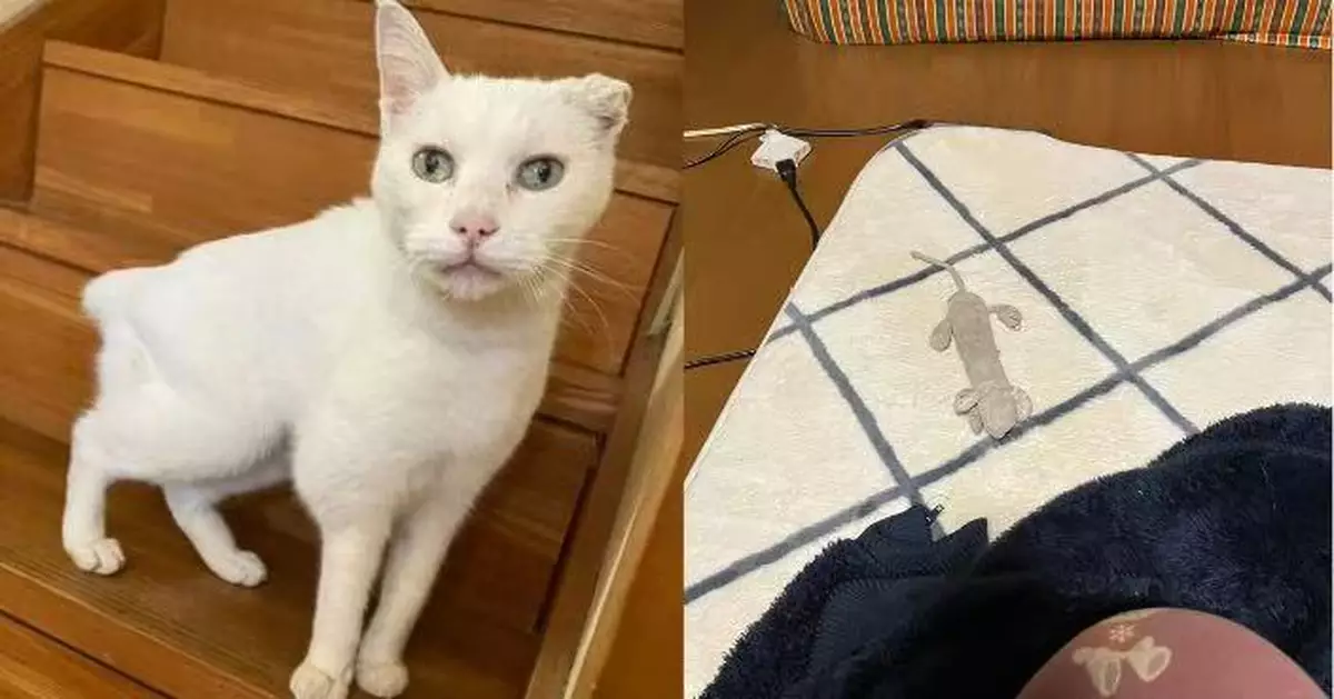 天天送「獵物」示愛 18歲高齡白貓叼心愛老鼠公仔放主人身旁融化人心