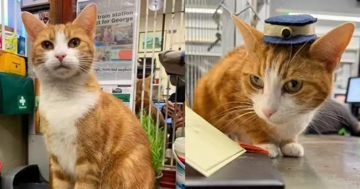 主動巡邏捕鼠3年終「獲聘」 橘貓獲英國車站正式任命為「首席捕鼠官」