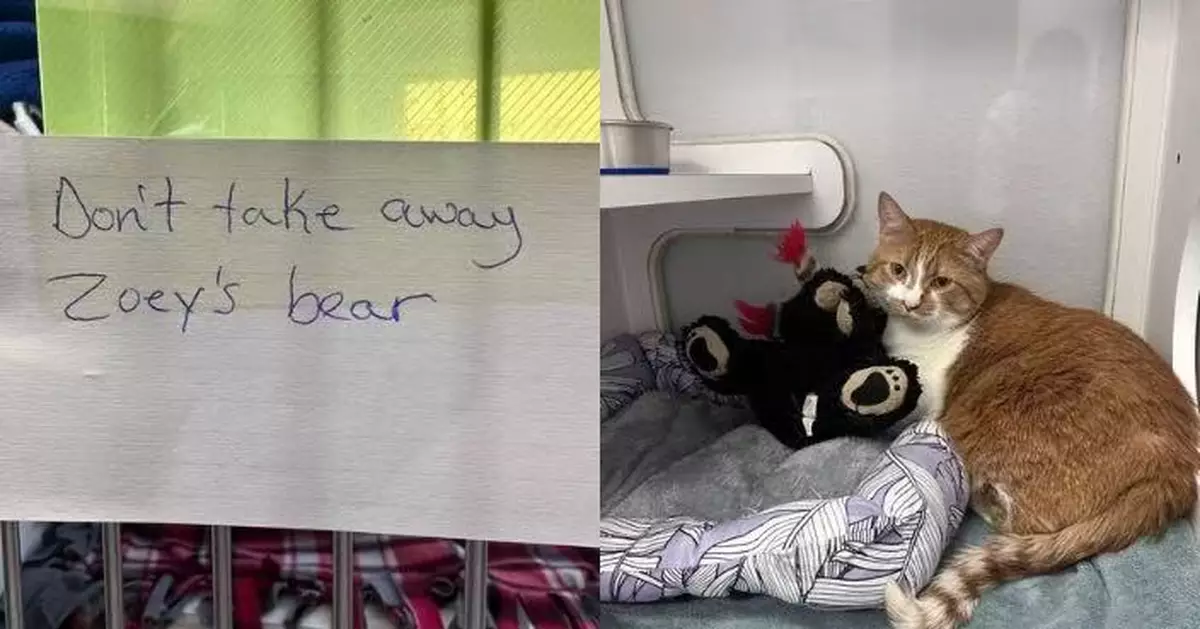 入住養老院無法養貓忍痛送收容所 飼主留條請求保留愛貓熊公仔惹心酸