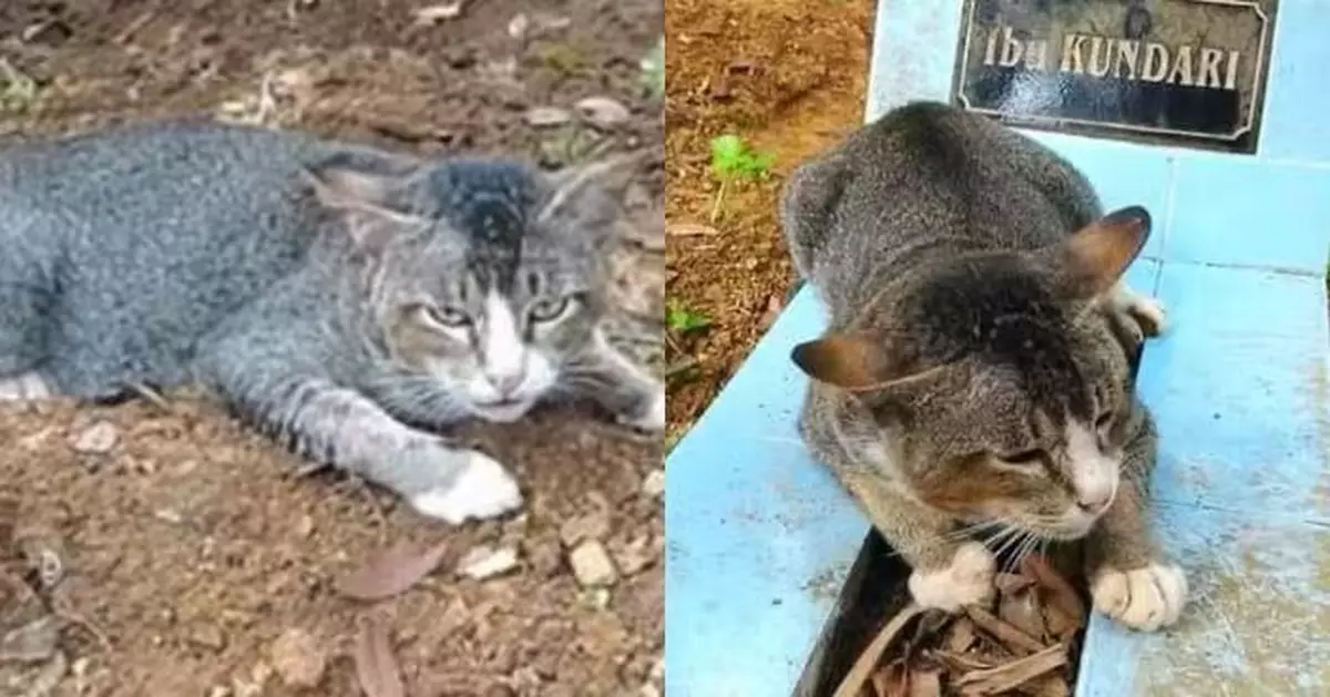 印尼小貓堅守女主人墓地1年 獲好心男收留仍跑回令人淚目
