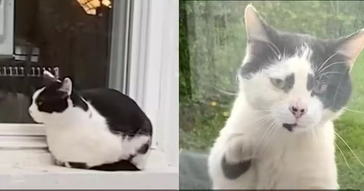 獲餵食一次即天天上門報到 黏人流浪貓變「小跟班」終俘獲女子芳心被收編