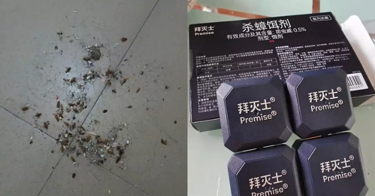 天氣回暖曱甴再現 小紅書熱捧「奶油味」平價滅蟑藥盒 網民稱一晚殺逾30隻