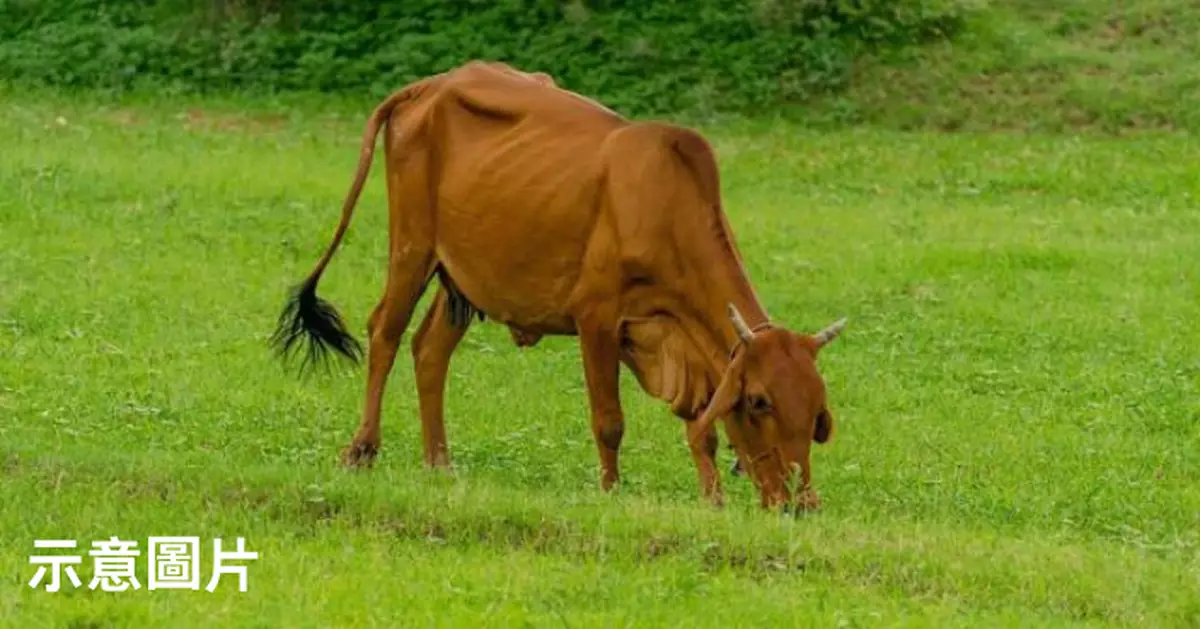 長期以路邊垃圾為食 印度公牛腹脹到無法站立 手術取出50公斤塑膠垃圾