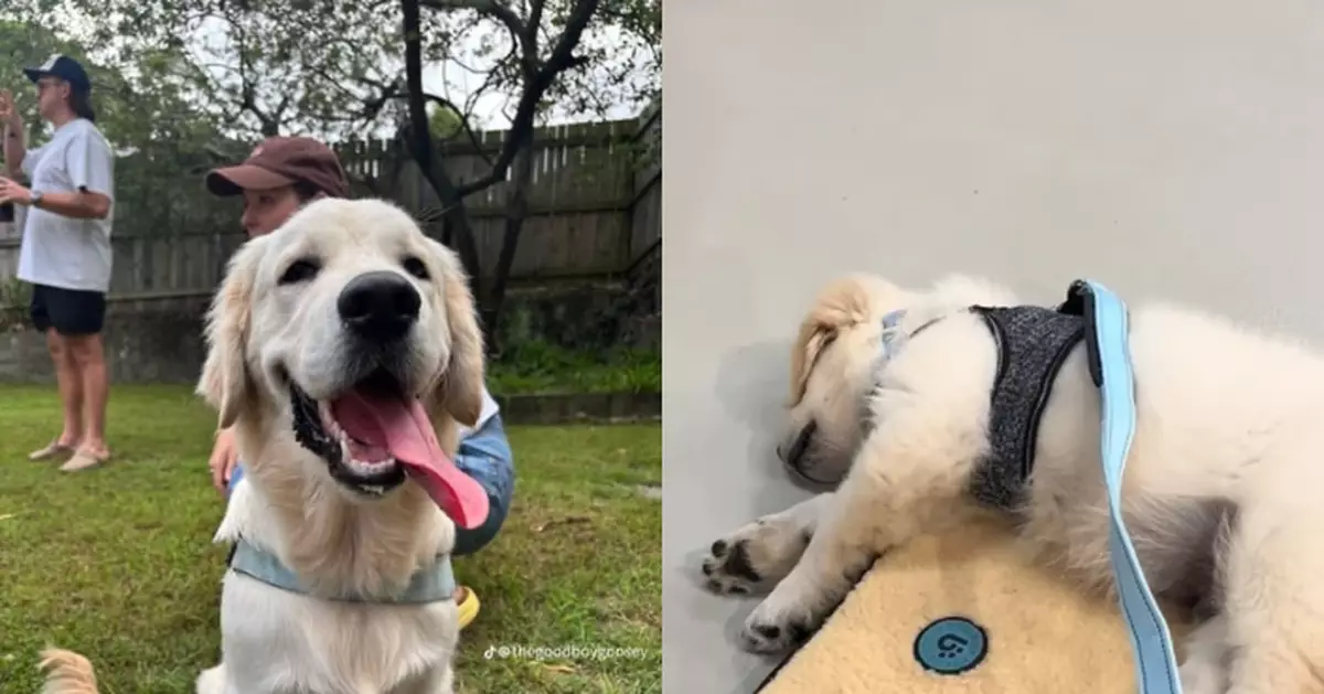 花逾2000元送愛犬上訓練班 飼主見牠上堂「全程睡死」哭笑不得