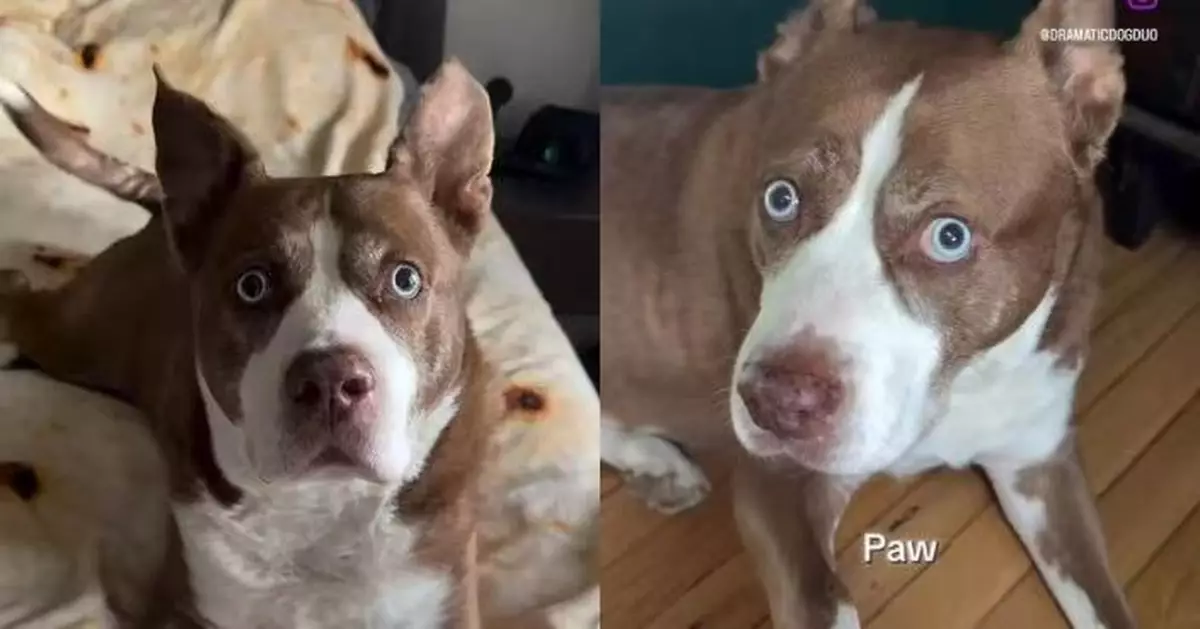 比特犬與哈士奇混種犬長相獨特爆紅網絡 曾當「紅娘」促飼主夫妻相識結婚